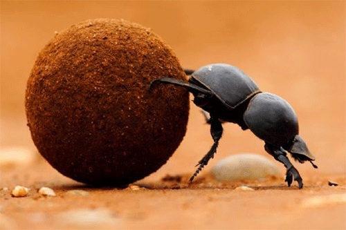 dung-beetle-jungcurrents-500px